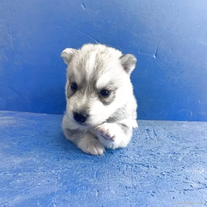 ID：2509-00608の子犬