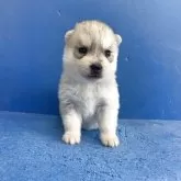 シベリアンハスキー