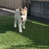 シベリアンハスキー