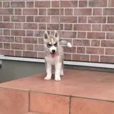 シベリアンハスキー
