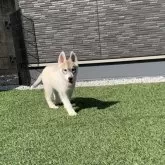 シベリアンハスキー