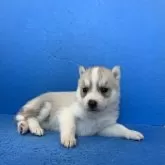 シベリアンハスキー