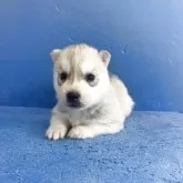 シベリアンハスキー