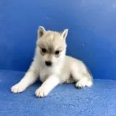シベリアンハスキー
