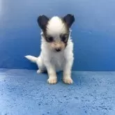 パピヨン