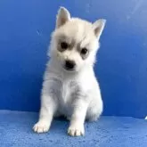 シベリアンハスキー