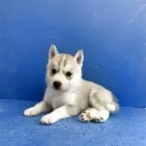 シベリアンハスキー