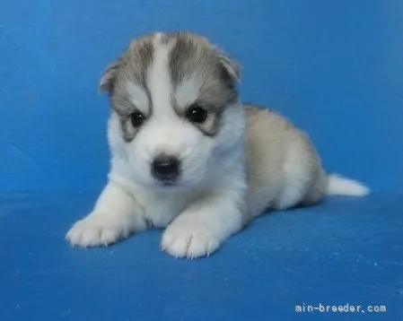 ID:2108-01781の子犬