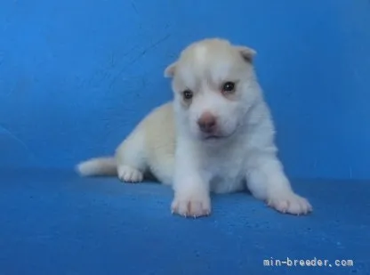 シナプシュ 様のお迎えした子犬