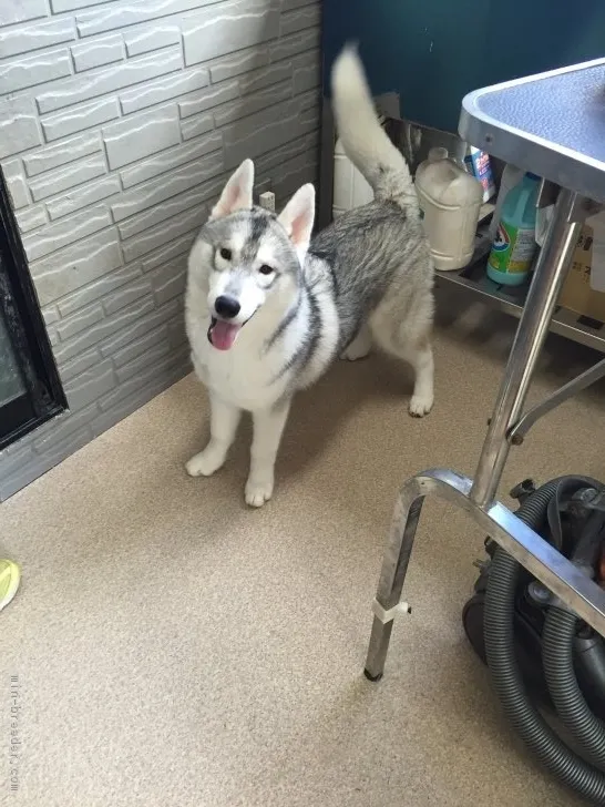 ID:1711-01478の子犬