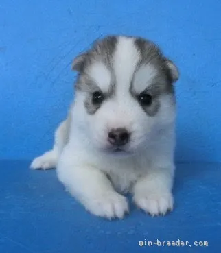 ID:1905-01142の子犬
