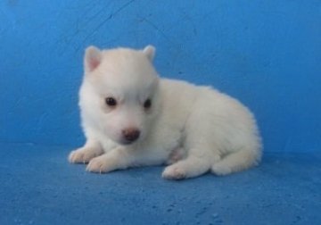 シベリアンハスキー【埼玉県・女の子・2020年3月2日・レッド&ホワイト】の写真「可愛いハスキーの女の子」