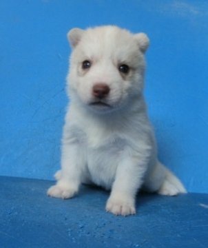 シベリアンハスキー【埼玉県・女の子・2019年12月25日・レッド&ホワイト】の写真「可愛いハスキーの女の子」