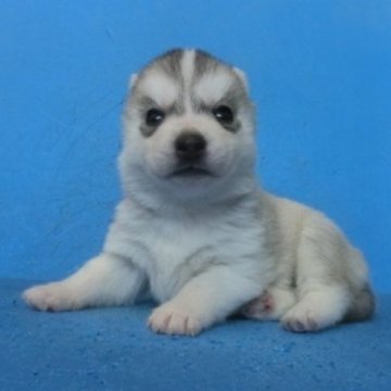 シベリアンハスキー【埼玉県・女の子・2023年11月29日・シルバー&ホワイト】の写真「シルバー&ホワイトの女の子です。」