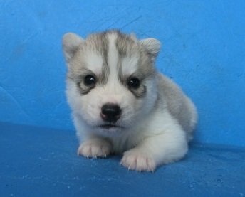 シベリアンハスキー【埼玉県・男の子・2019年12月25日・シルバー&ホワイト】の写真「可愛いハスキーの男の子」
