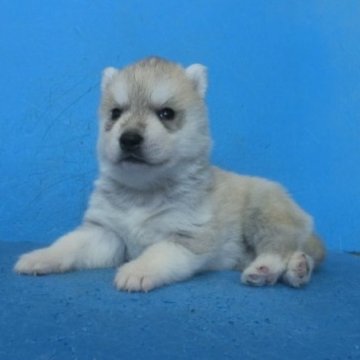 シベリアンハスキー【埼玉県・男の子・2023年11月29日・シルバー&ホワイト】の写真「シルバー&ホワイトの男の子です。」