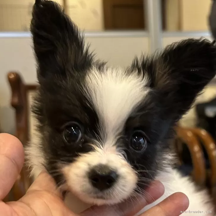ID:2411-02256の子犬