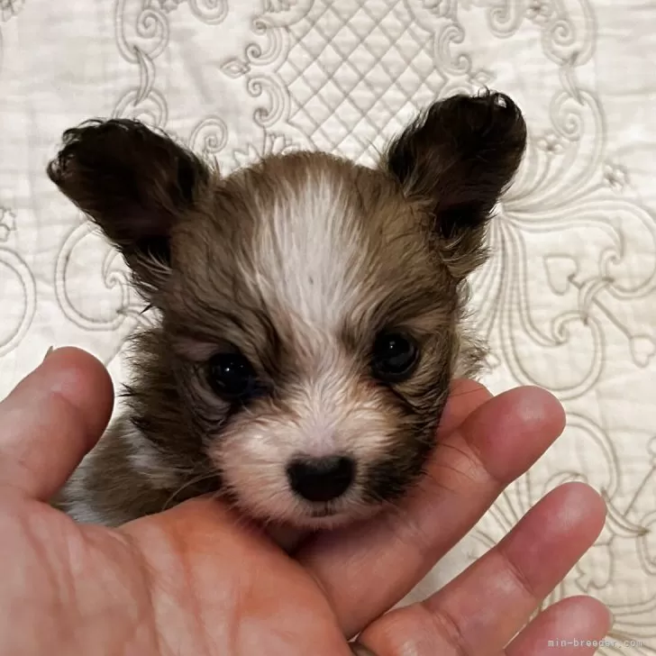 ID:2507-05574の子犬