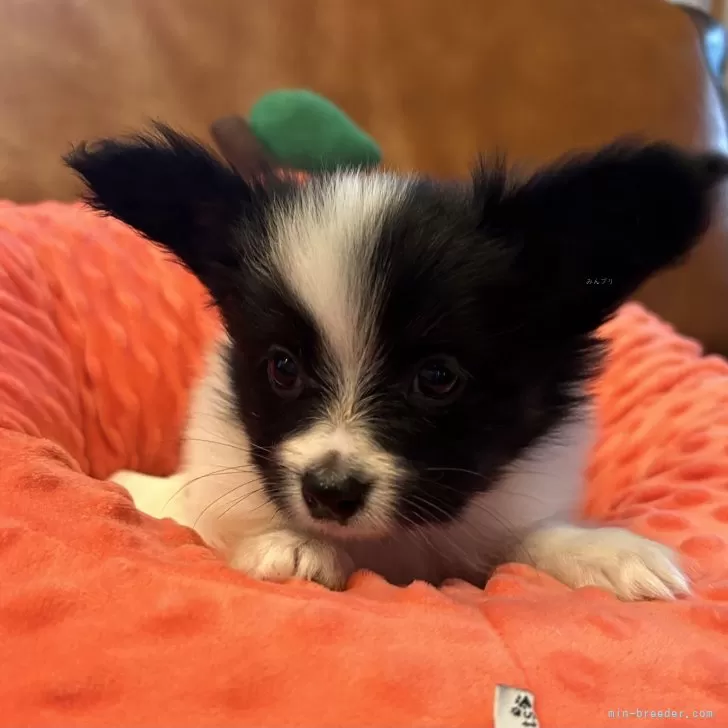 M.S 様のお迎えした子犬