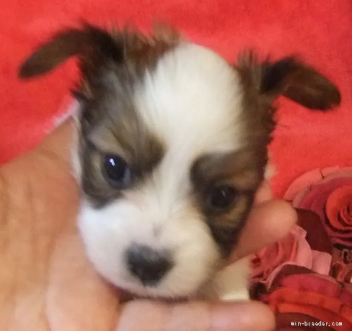 ID：2103-01269の子犬