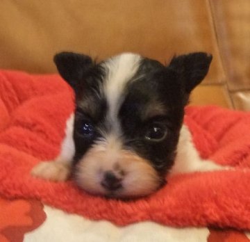 パピヨン【大阪府・女の子・2020年12月12日・トライ】の写真「可憐な可愛らしいパピヨンの女の子」