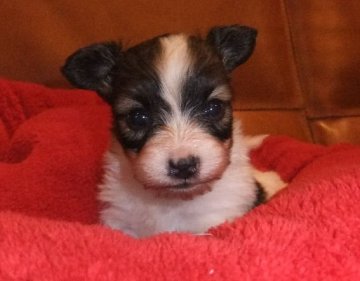 パピヨン【大阪府・男の子・2020年12月12日・白茶】の写真「真ん丸お目目の可愛らしい男の子です」