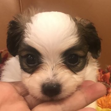 パピヨン【大阪府・男の子・2023年5月18日・白茶】の写真「ベビーフェイスな男の子」