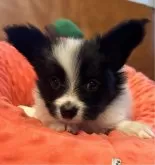 パピヨン【大阪府・女の子・2024年3月13日・白黒 もしくは トライ】の写真5「小ぶりですが芯の強い子です。」