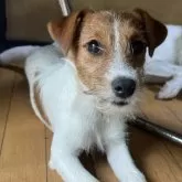 ジャックラッセルテリア【千葉県・男の子・2024年12月7日・タン&ホワイト】の写真5