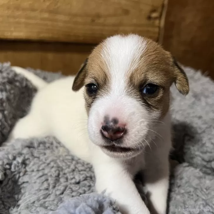 Y.K 様のお迎えした子犬