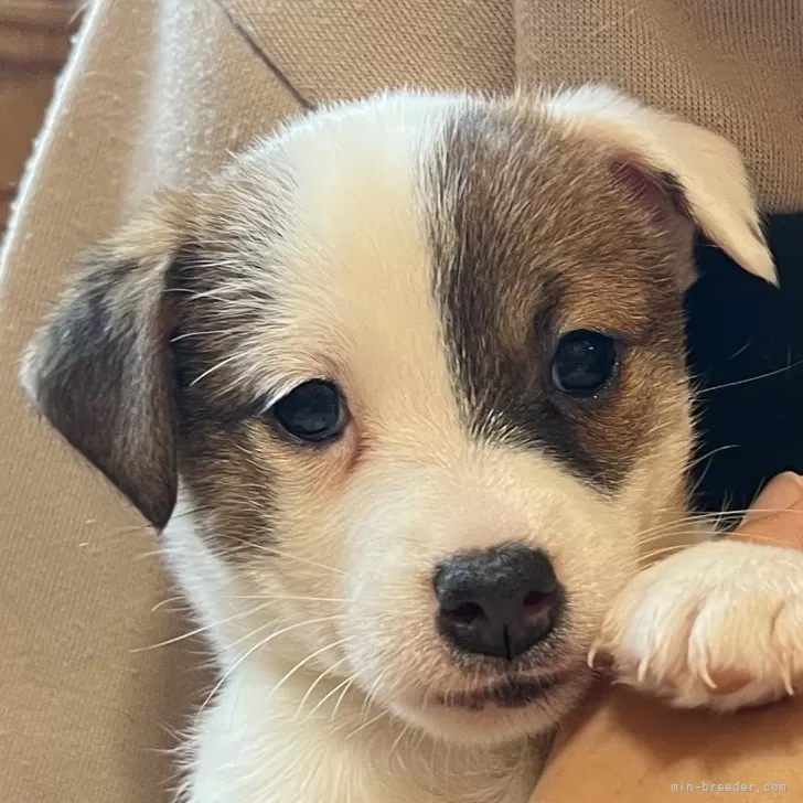 ID：2411-05170の子犬