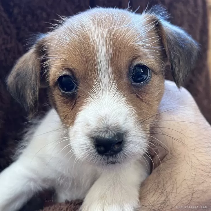 かあこ 様のお迎えした子犬