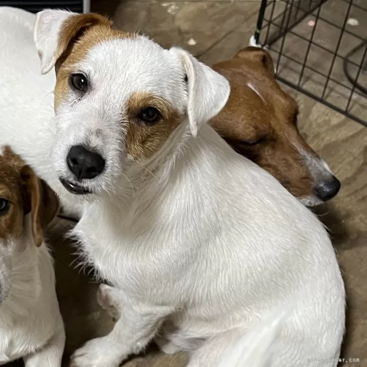 ID:2410-00889の子犬