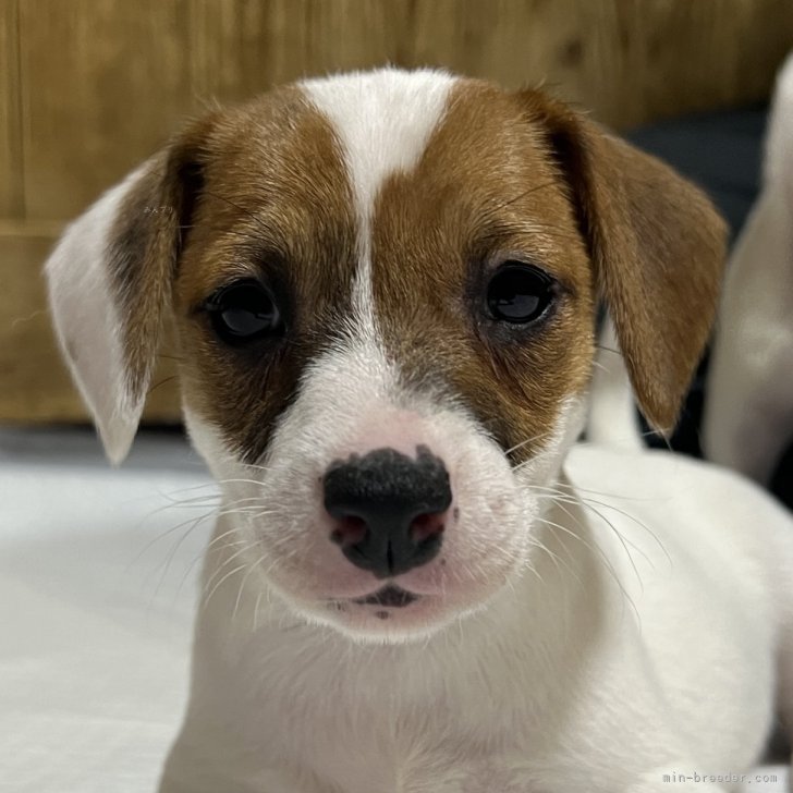 ブリーダー画像