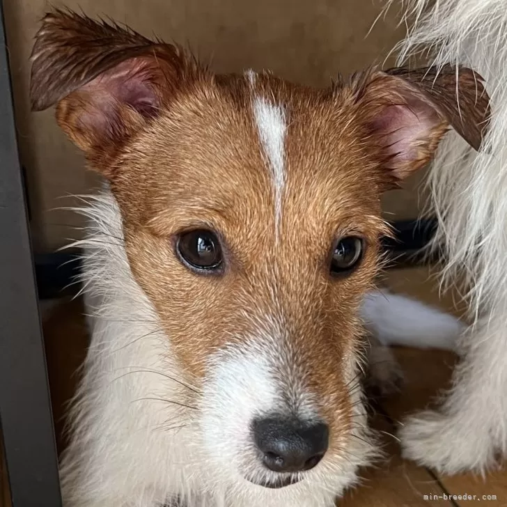 ID:2501-06789の子犬