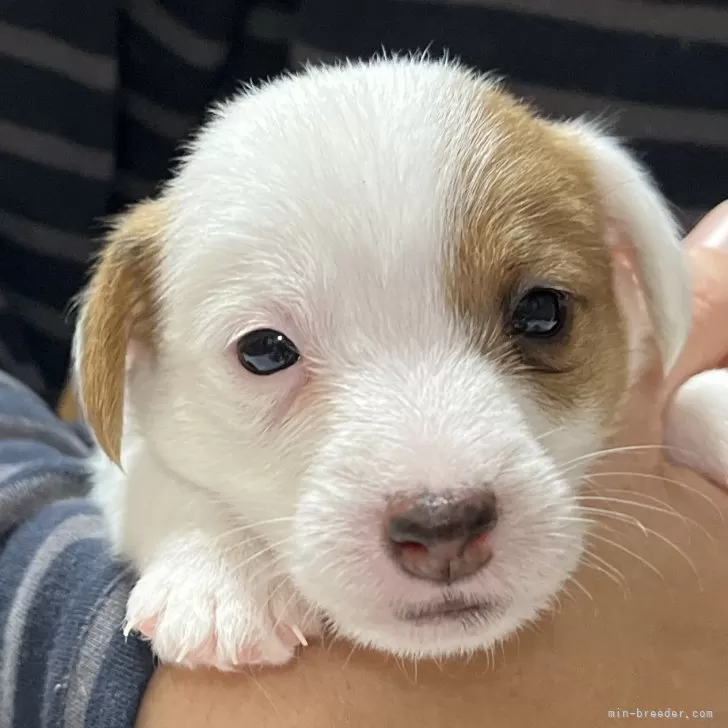 ジャックラッセルテリア【千葉県・男の子・2025年10月6日・タン&amp;ホワイト】の写真1