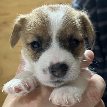 ジャックラッセルテリア【千葉県・男の子・2025年10月6日・タン&ホワイト】の写真「遊ぶの大好きかりんとう次男くん」