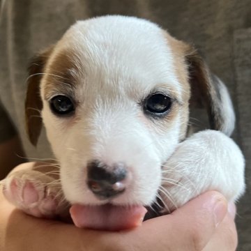 ジャックラッセルテリア【千葉県・女の子・2025年10月14日・タン&ホワイト】の写真「おっとりマイペースな長女ちゃん」