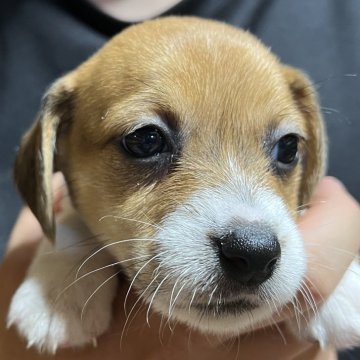 ジャックラッセルテリア【千葉県・女の子・2025年10月14日・タン&ホワイト】の写真「甘えん坊さんな三女ちゃん」