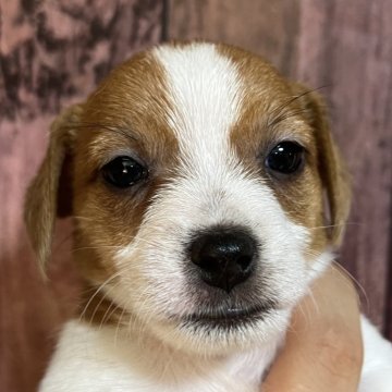 ジャックラッセルテリア【千葉県・女の子・2025年10月3日・タン&ホワイト】の写真「マイペースなわさび三女ちゃん」