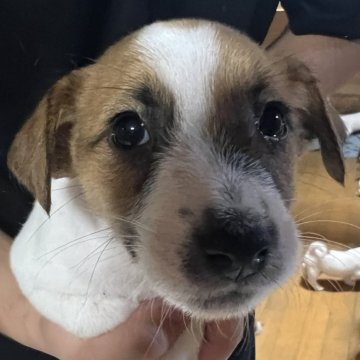 ジャックラッセルテリア【千葉県・男の子・2025年10月3日・タン&ホワイト】の写真「不思議ちゃんなシャーロット四男くん」