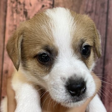 ジャックラッセルテリア【千葉県・男の子・2025年10月3日・タン&ホワイト】の写真「甘えん坊さんなわさび三男くん」