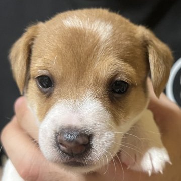 ジャックラッセルテリア【千葉県・男の子・2025年12月12日・タン&ホワイト】の写真「のんびりマイペースなルナ長男くん」