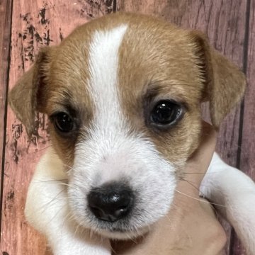 ジャックラッセルテリア【千葉県・男の子・2025年10月3日・タン&ホワイト】の写真「楽しい事大好きなわさび次男くん」