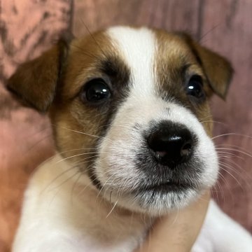 ジャックラッセルテリア【千葉県・男の子・2025年10月3日・タン&ホワイト】の写真「不思議ちゃんなシャーロット四男くん」