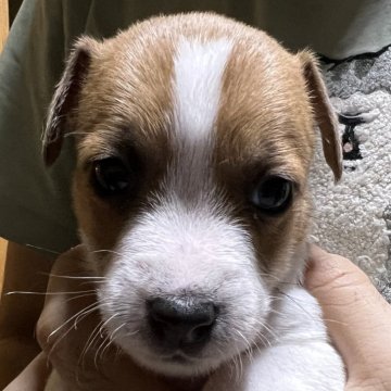 ジャックラッセルテリア【千葉県・男の子・2025年10月3日・タン&ホワイト】の写真「楽しい事大好きなわさび次男くん」