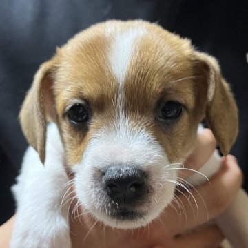 ジャックラッセルテリア【千葉県・男の子・2025年10月3日・タン&ホワイト】の写真「お茶目なわさび長男くん」