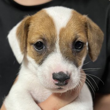 ジャックラッセルテリア【千葉県・女の子・2025年10月14日・タン&ホワイト】の写真「影がちょっと薄い六女ちゃん」