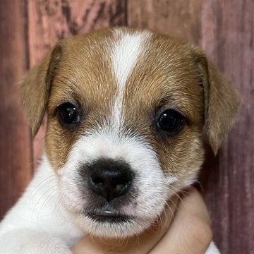 ジャックラッセルテリア【千葉県・男の子・2025年10月3日・タン&ホワイト】の写真「お茶目なわさび長男くん」