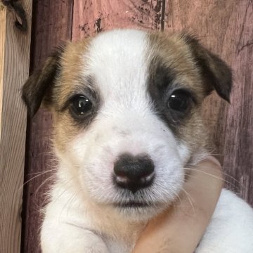 ジャックラッセルテリア【千葉県・男の子・2025年10月3日・タン&ホワイト】の写真「マイペースなシャーロット長男くん」